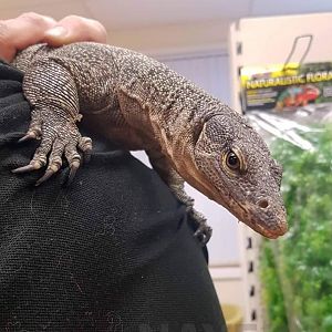 Rennell Island monitor, Varanus juxtindicus