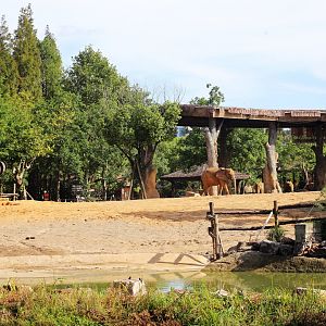 African Elephant Exhibit