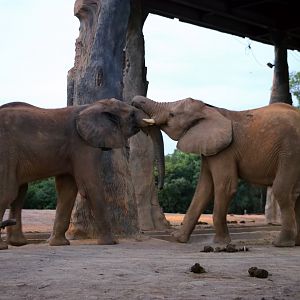 African Elephants Playing