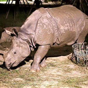 Mitini the Indian Rhinoceros