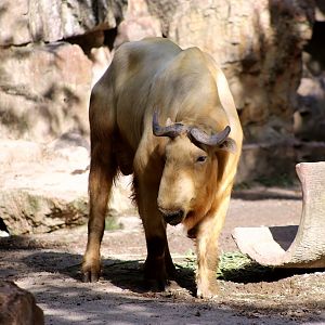 Golden Takin