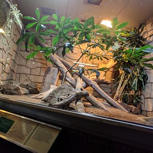King Cobra Enclosure