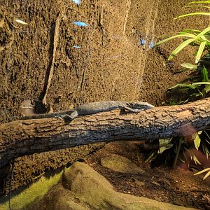 Bluespotted Tree Monitor