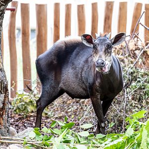 Yellow-backed duiker