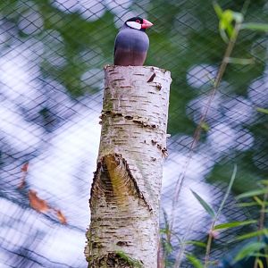 Java sparrow