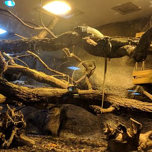 Common Marmosett Enclosure