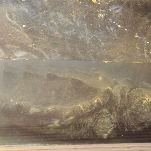 Alligator Snapping Turtle