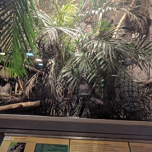 Philippine Sailfinn Lizard Enclosure