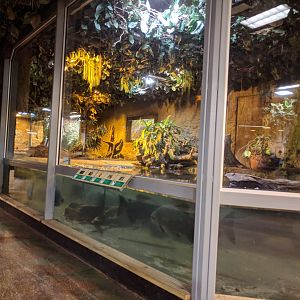 American Alligator Enclosure