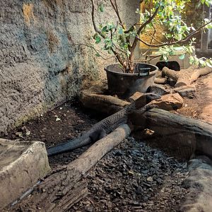 Asian Water Monitor Enclosure