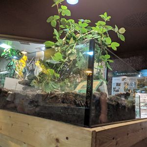 Stick Insect Enclosure