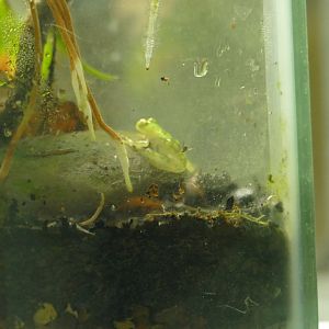Unlabelled frog, Amphibian Ark, September 2021