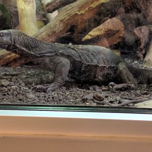 Rough necked Monitor