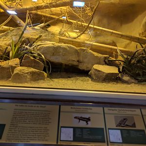 Spiny Forest Enclosure