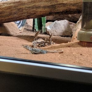 Collared Lizard