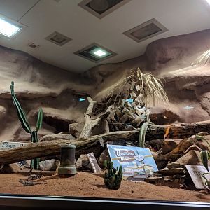 Sonora Desert Enclosure