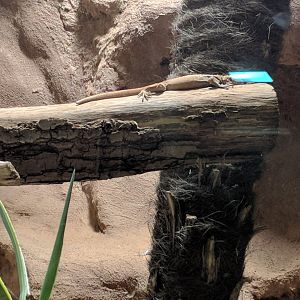 Chuckwalla