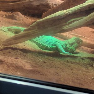Central Bearded Dragon