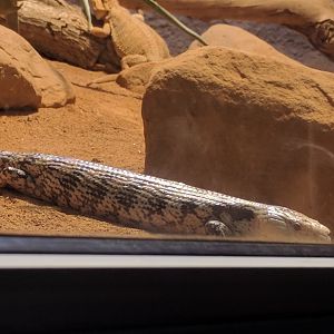 Bluetoungue Skink