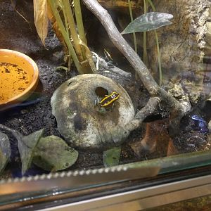 Dart Frog Enclosure