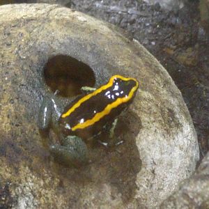Dart Frog ID