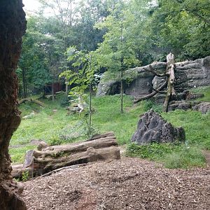 Asiatic lion outdoor enclosure