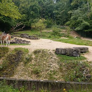 Guanaco outdoor enclosure