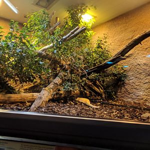 Albino Burmese Python Enclosure