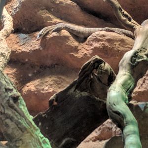 Long tailed Rock Monitor Enclosure