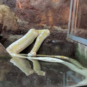 Albino Reticulated Pythons