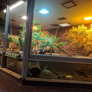 Fly River Turtle Enclosure