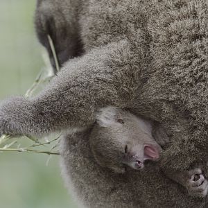 Broad-nosed gentle leumur, 1 week old
