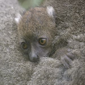 Broad-nosed gentle leumur, 2 weeks old