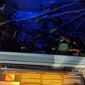 Reticulated Dwarf Python Enclosure