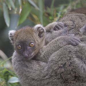 Broad-nosed gentle lemur, ~6 weeks old