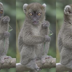 Broad-nosed gentle lemur, ~6 weeks old