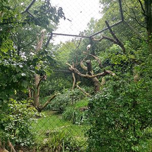 Western Egyptian vulture aviary