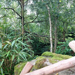 Nepalese red panda enclosure