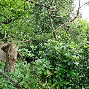 Nepalese red panda enclosure