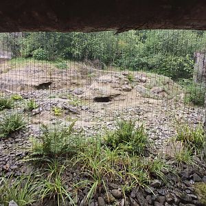 Snow leopard enclosure