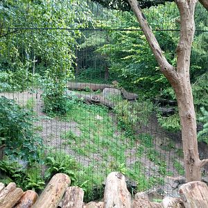 Siberian tiger smaller enclosure