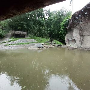 Siberian tiger bigger enclosure