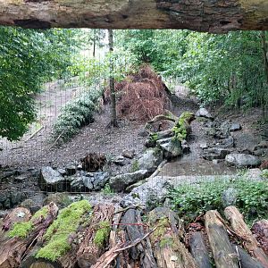 Mongolian wolf enclosure