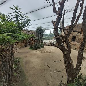 Reticulated giraffe indoor enclosure - Lewa savanna