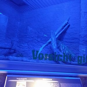 Mexican Beaded Lizard Enclosure