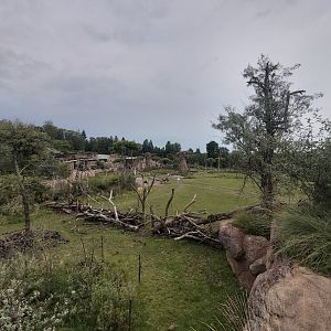 Main savanna - Lewa savanna