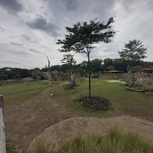 Main savanna - Lewa savanna