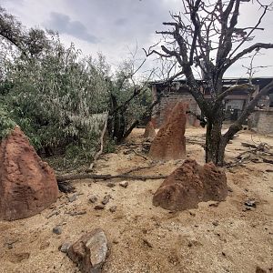 Meerkat outdoor enclosure