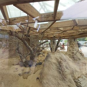 Meerkat house - Lewa savanna