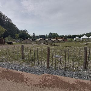 Dahomey dwarf cattle enclosure - Lewa savanna